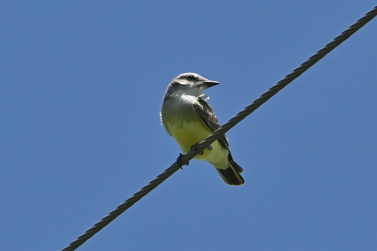 Western Kingbird - ML622053441