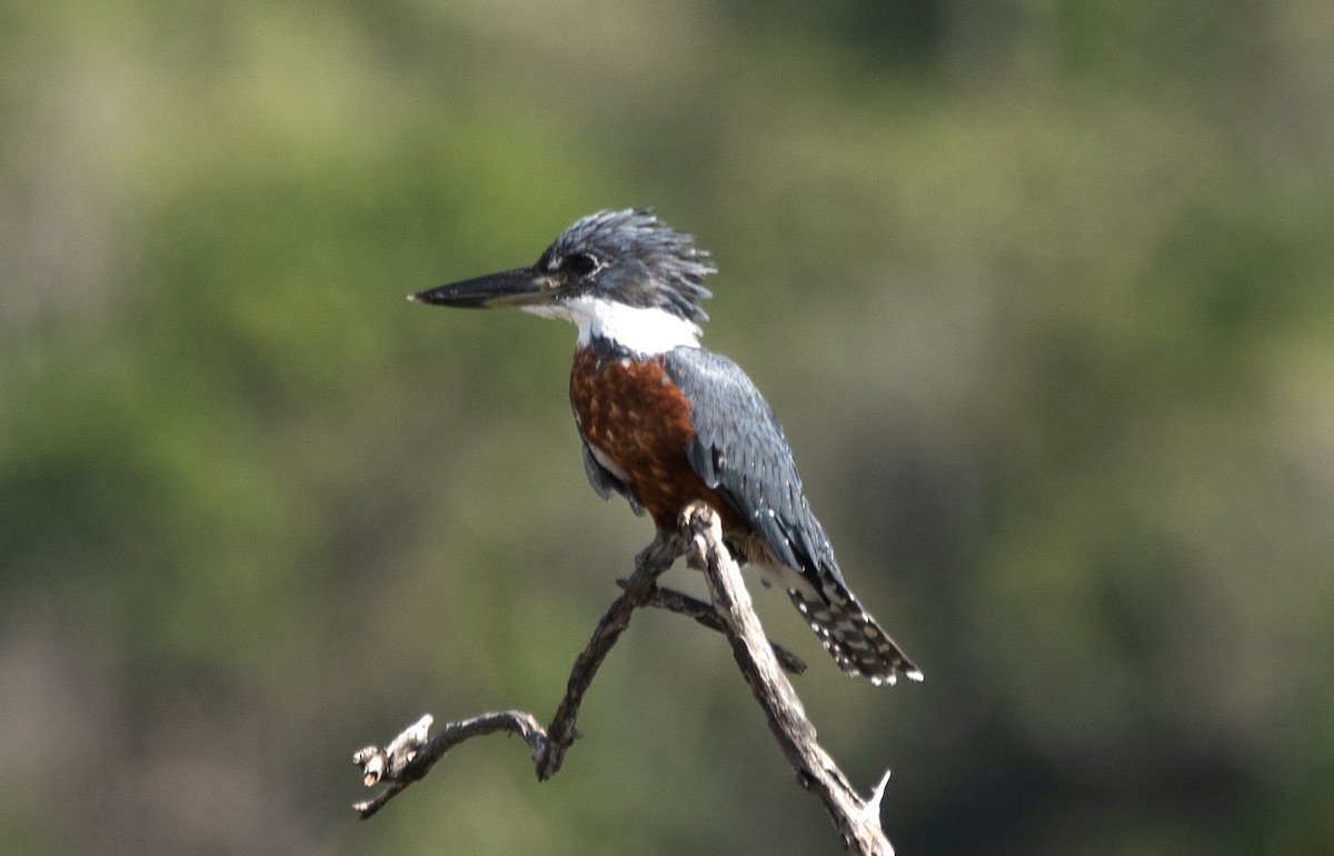 Ringed Kingfisher (Northern) - ML622053444