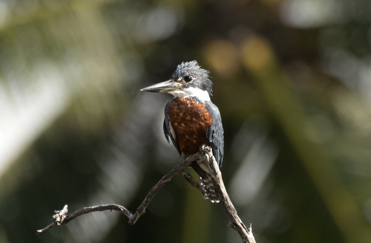 Ringed Kingfisher (Northern) - ML622053445