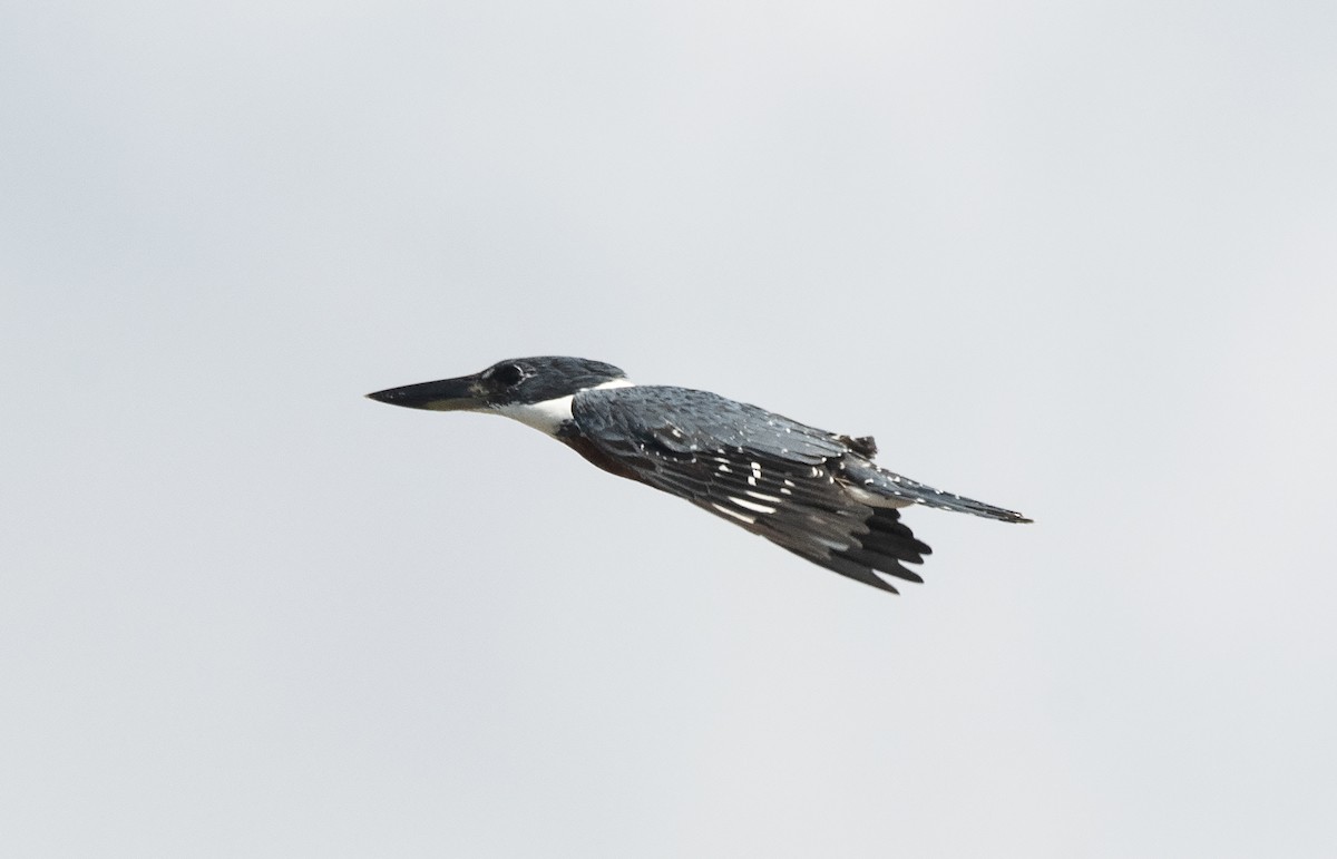 Ringed Kingfisher (Northern) - ML622053446