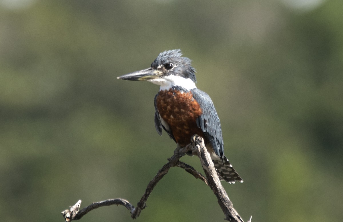 Martín Gigante Neotropical (torquata/stictipennis) - ML622053447