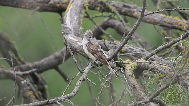 Brown-crested Flycatcher - ML622053452