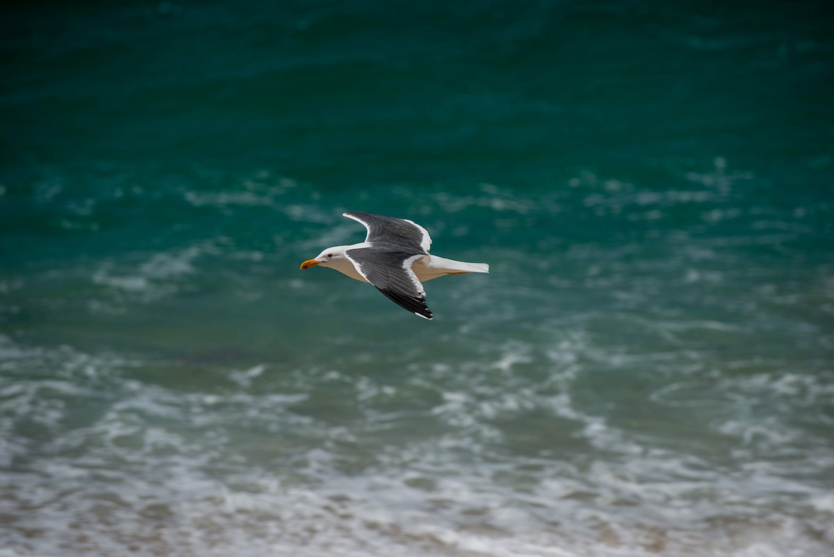 Western Gull - ML622053453