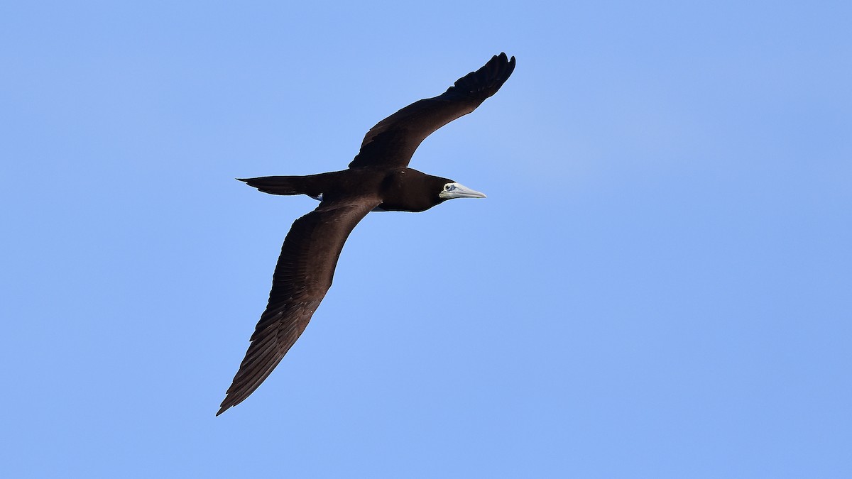 Brown Booby - ML622053455