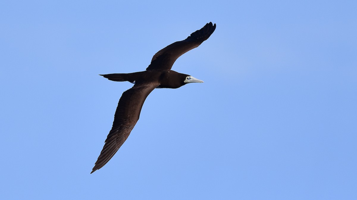 Brown Booby - Soren Bentzen