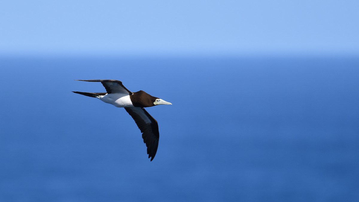 Brown Booby - ML622053456