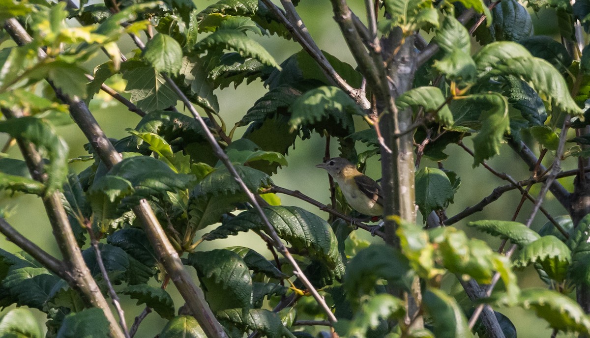 Bell's Vireo (Eastern) - ML622053486