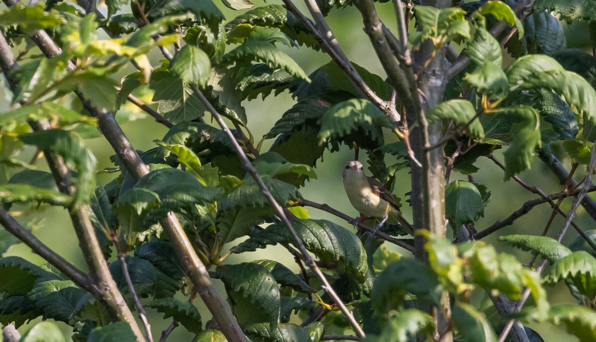 Bell's Vireo (Eastern) - ML622053487