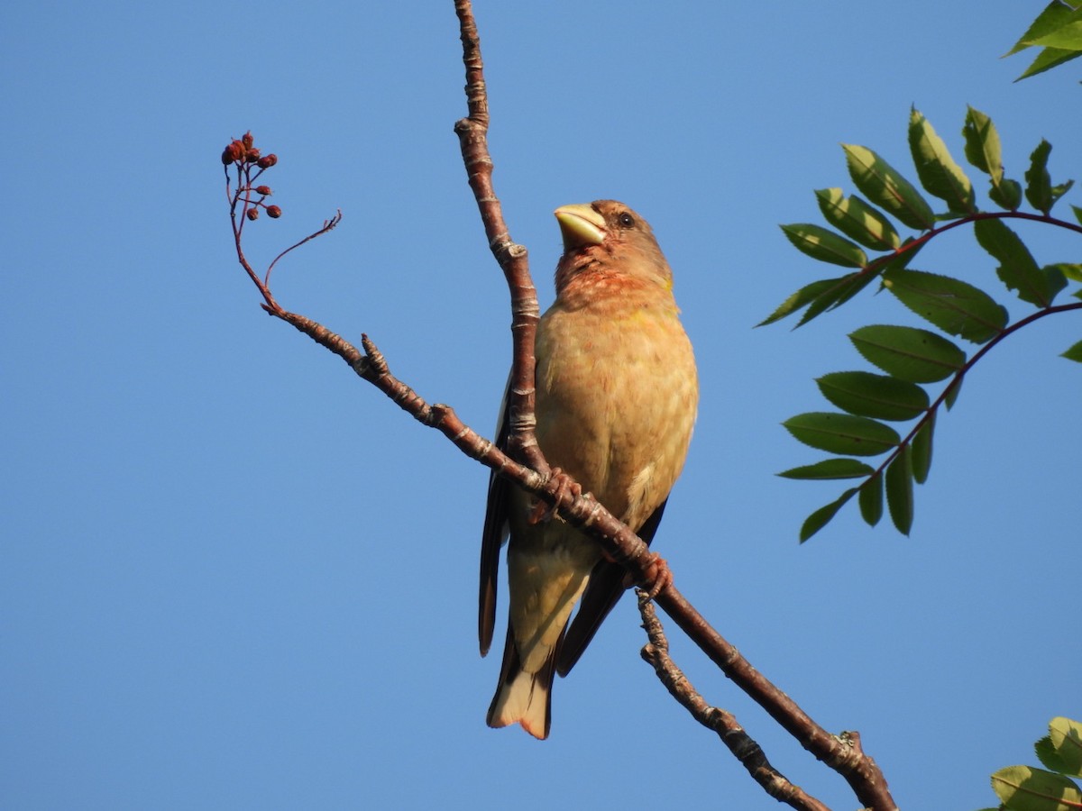 Evening Grosbeak - ML622053488