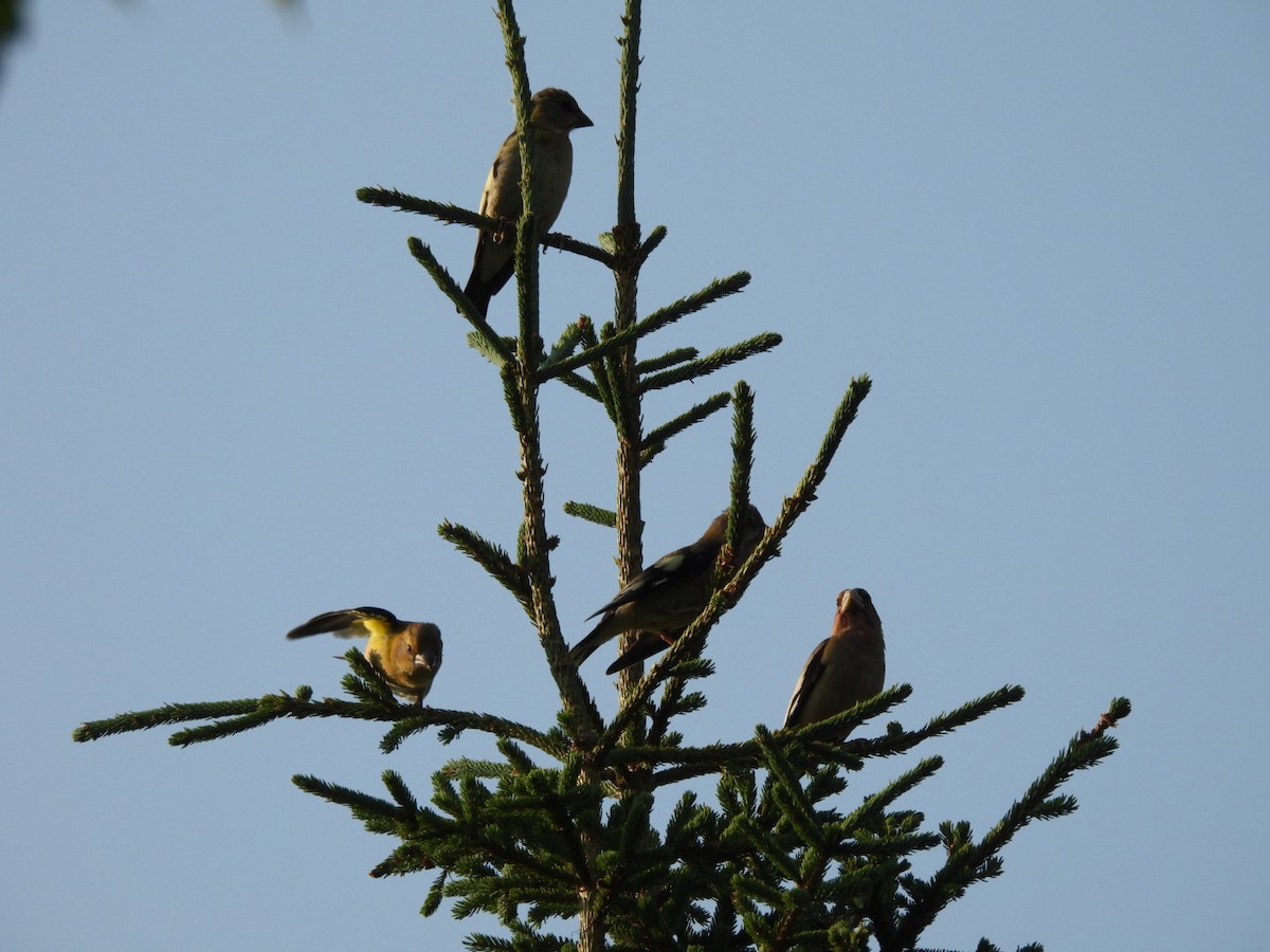 Evening Grosbeak - ML622053489