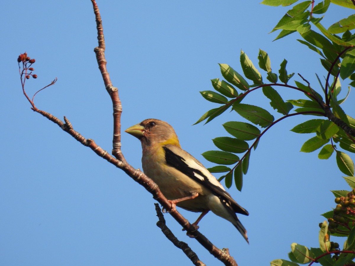 Evening Grosbeak - ML622053490