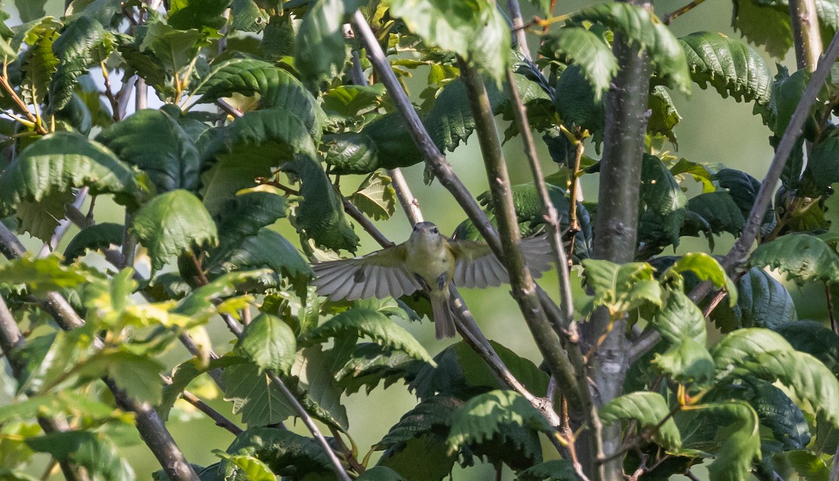 Bell's Vireo (Eastern) - ML622053491