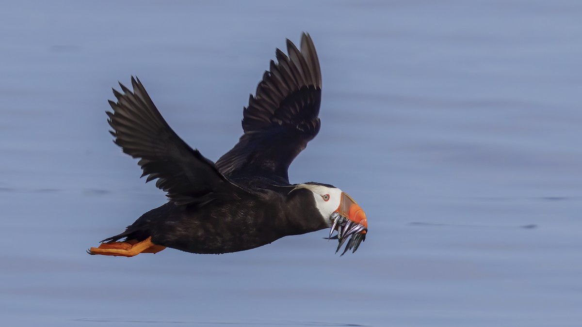 Tufted Puffin - ML622053492