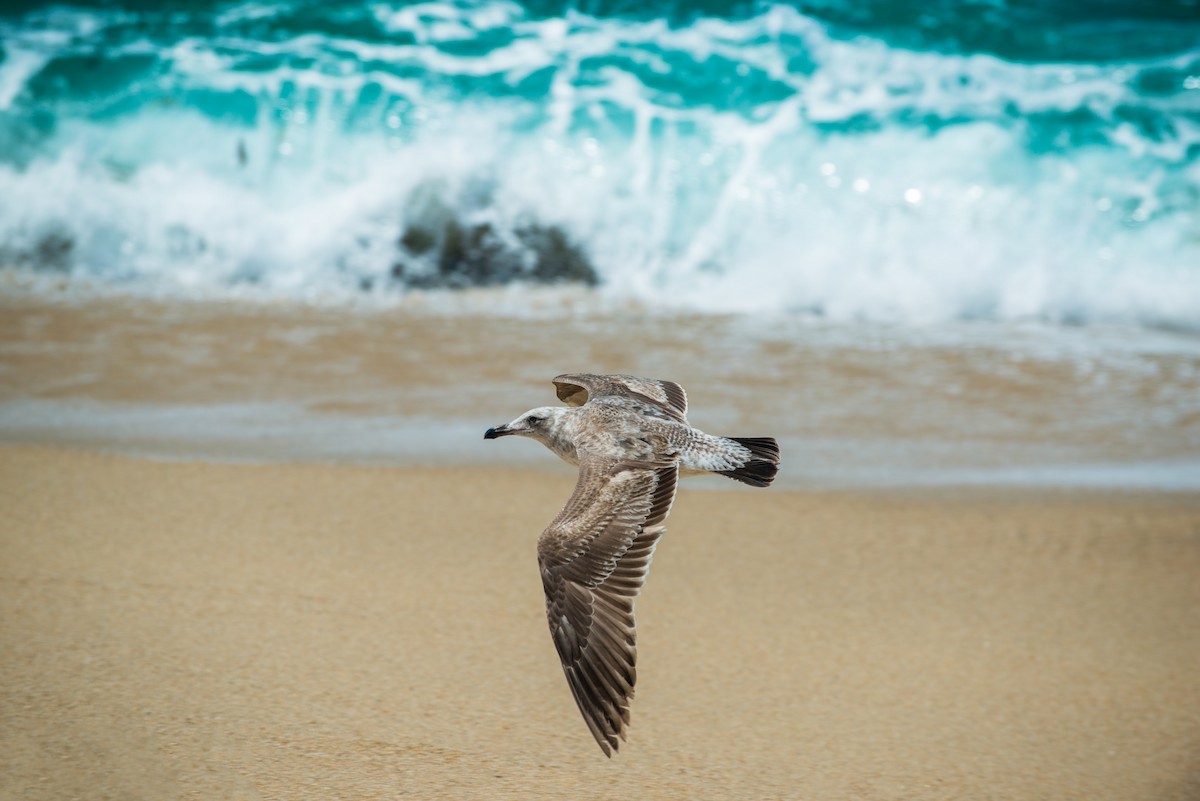 Western Gull - Cody Limber