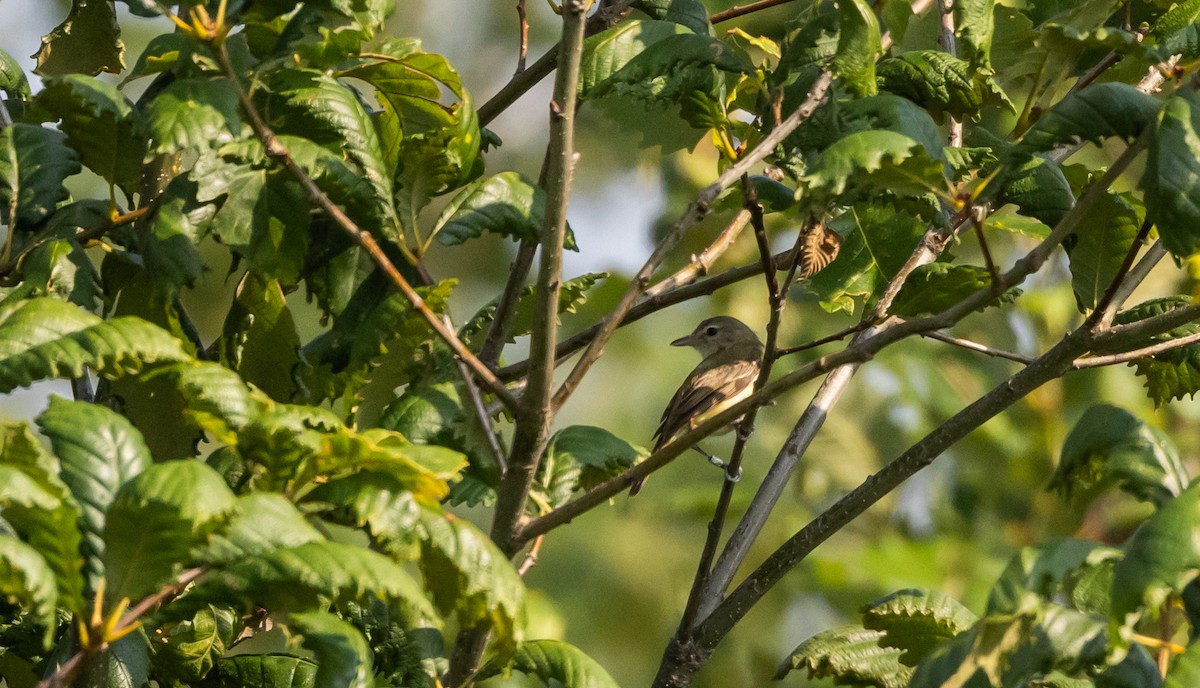 Bell's Vireo (Eastern) - ML622053497