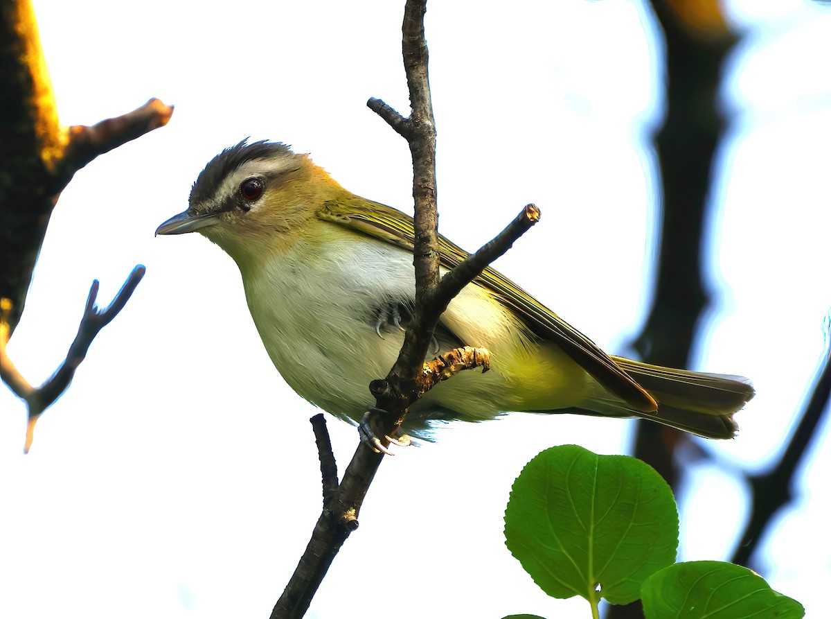 Red-eyed Vireo - ML622053500