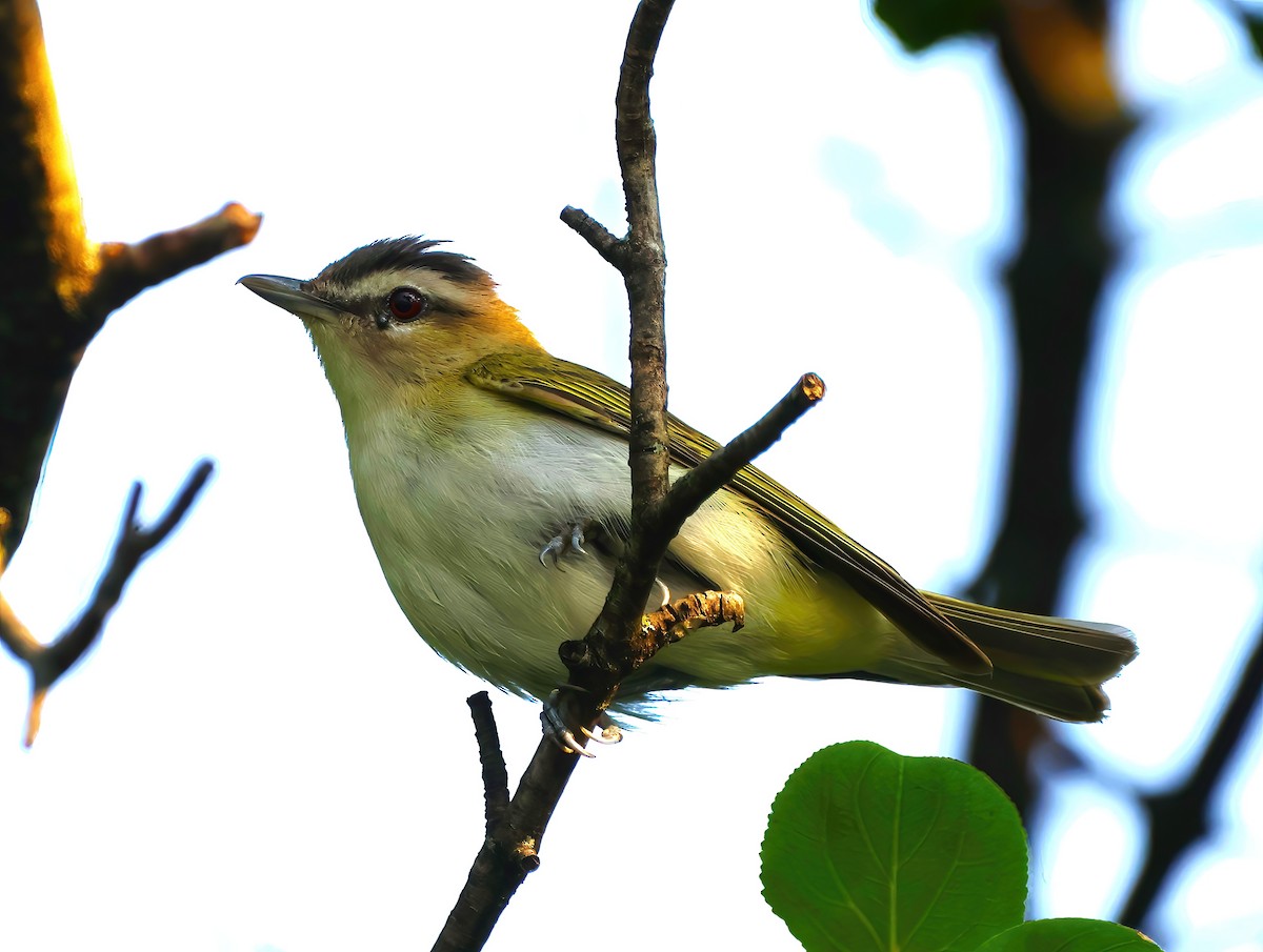 Red-eyed Vireo - ML622053501