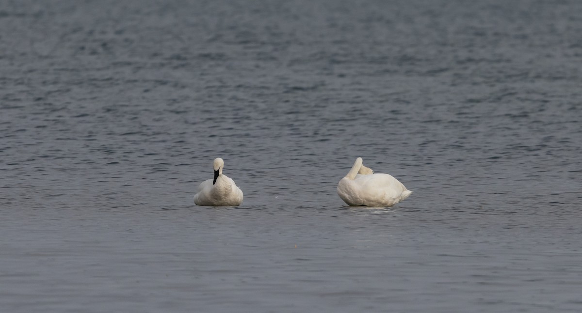 Trumpeter Swan - ML622053502