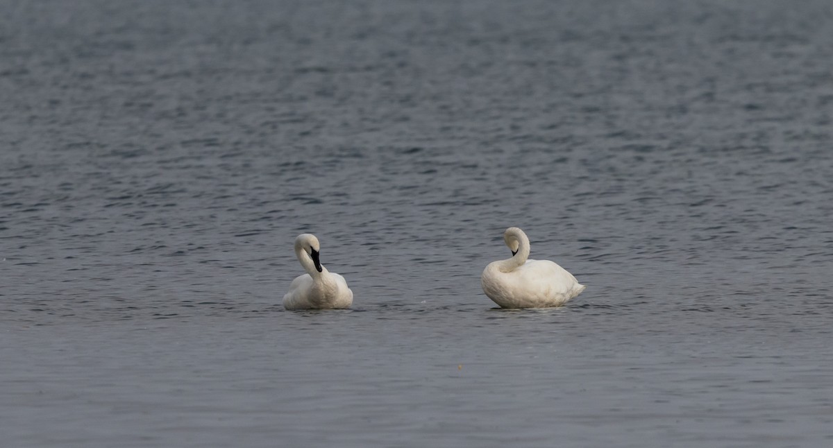 Trumpeter Swan - ML622053503