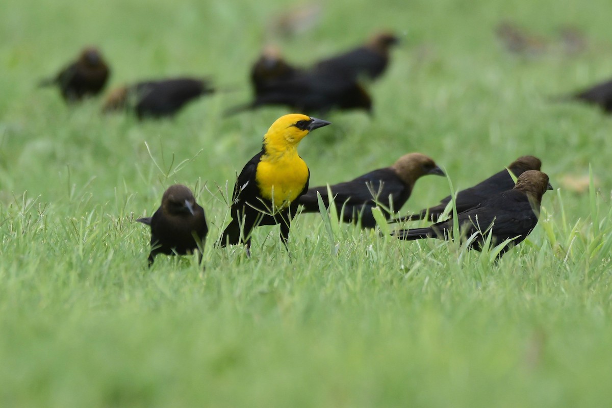 Yellow-headed Blackbird - ML622053504