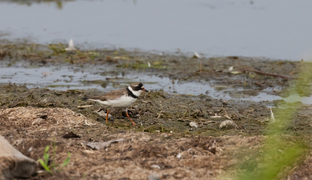 Semipalmated Plover - ML622053506