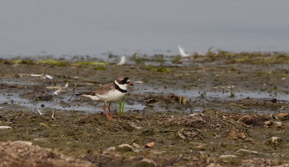 Semipalmated Plover - Jay McGowan