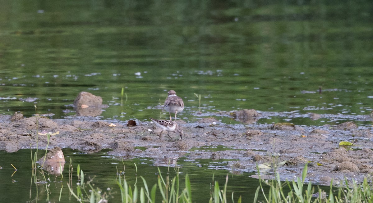 Semipalmated Sandpiper - ML622053509