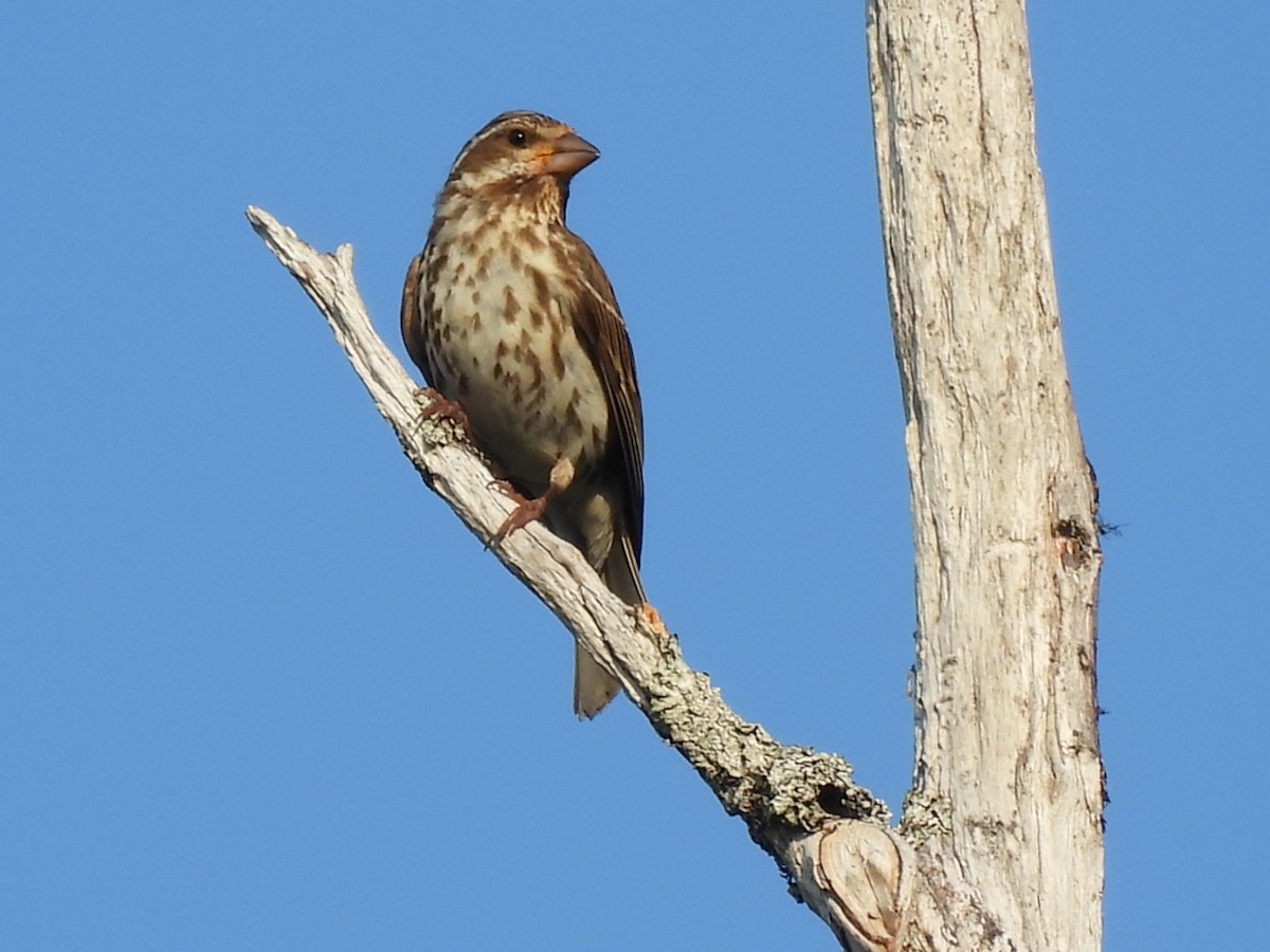 Purple Finch - ML622053511