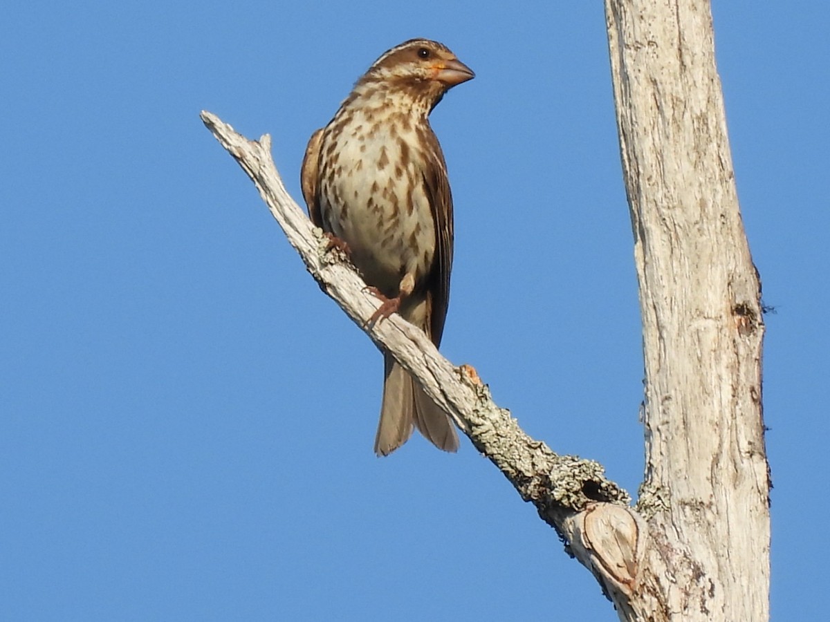 Purple Finch - ML622053512