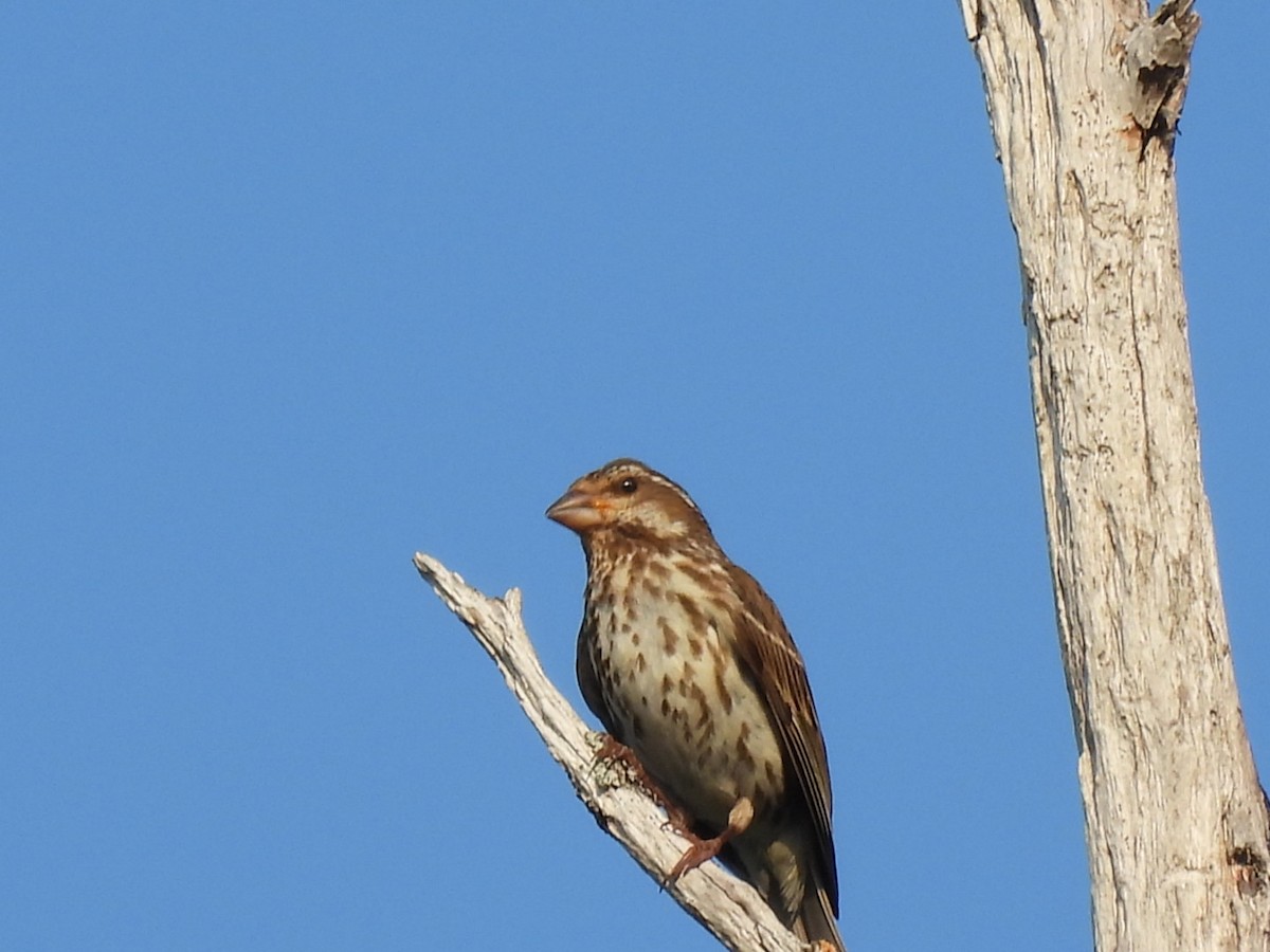 Purple Finch - ML622053513