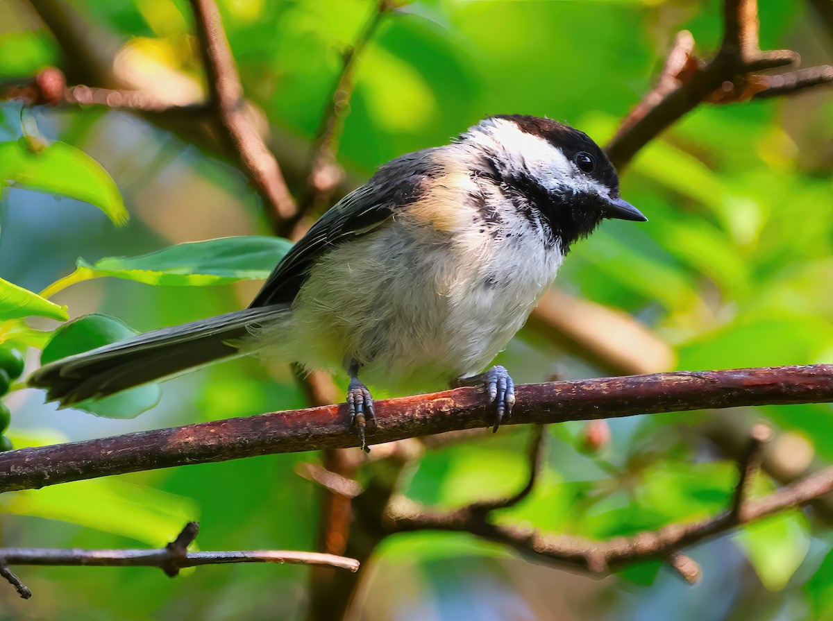 Black-capped Chickadee - ML622053514