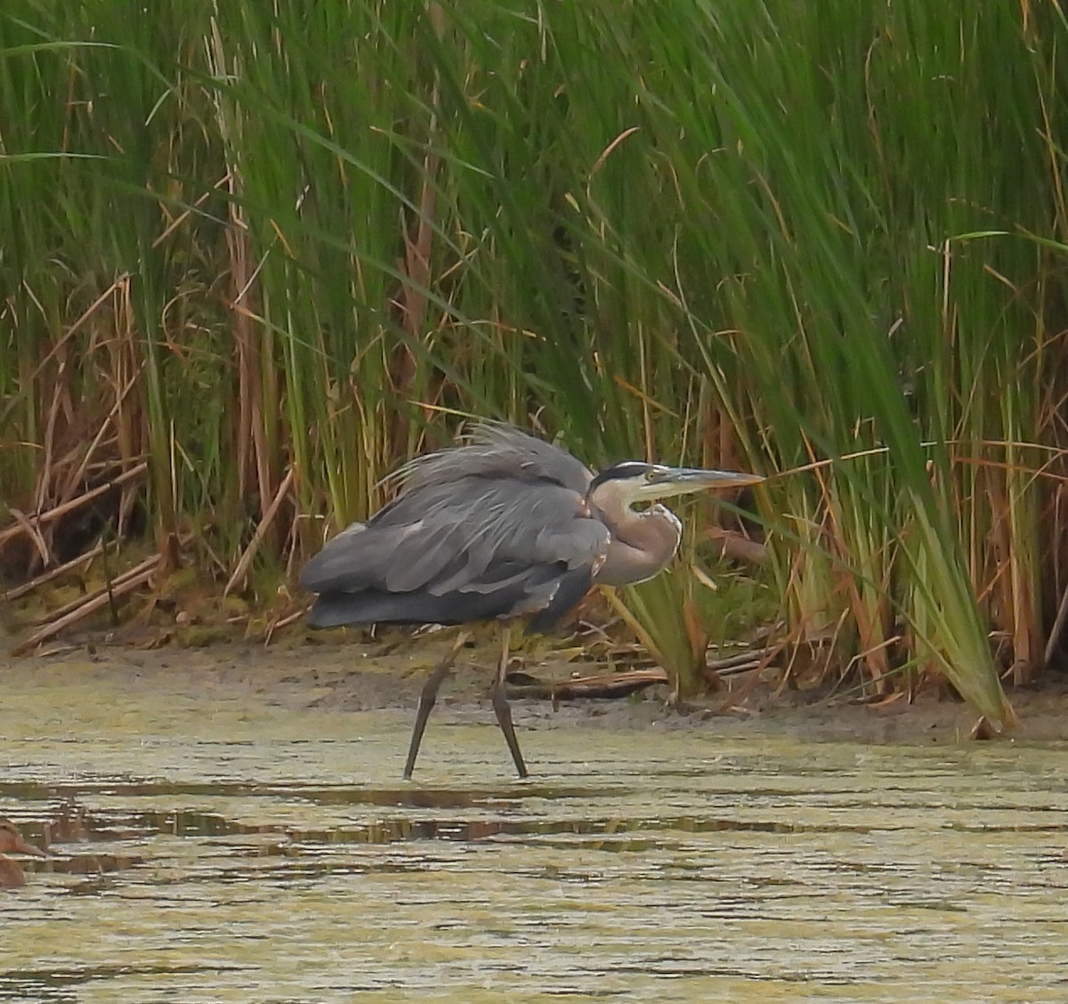 Great Blue Heron - ML622053515