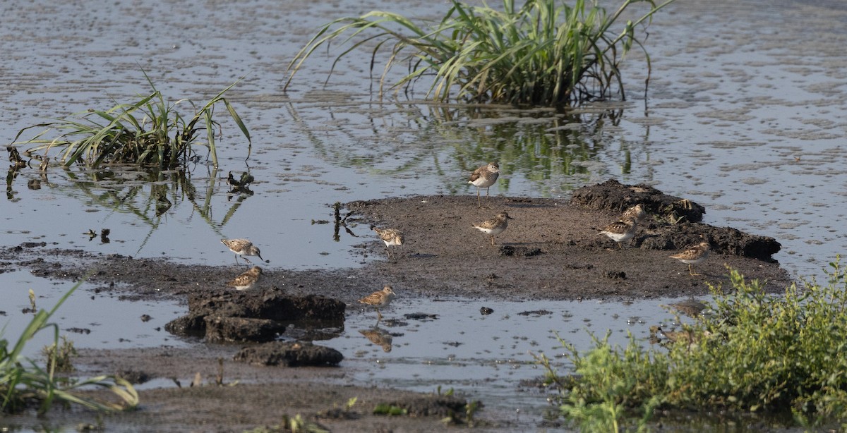 Sandstrandläufer - ML622053525