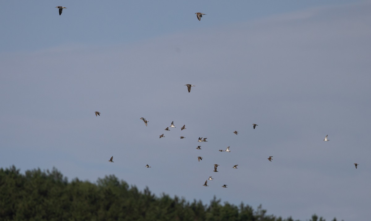 gulbeinsnipe - ML622053529