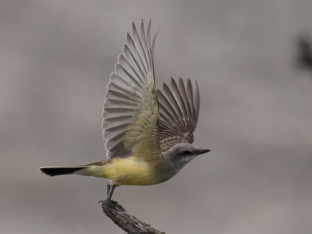 Western Kingbird - ML622053534