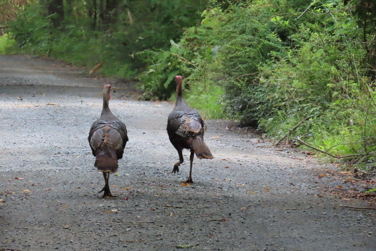 Wild Turkey - ML622053541