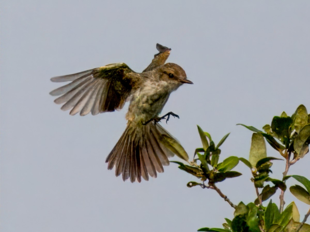 Vermilion Flycatcher - ML622053544