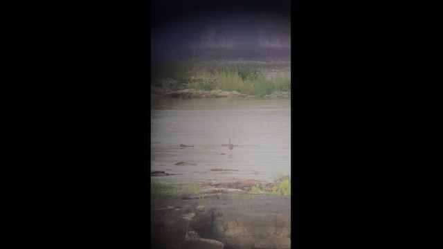 Белый ибис - ML622053545