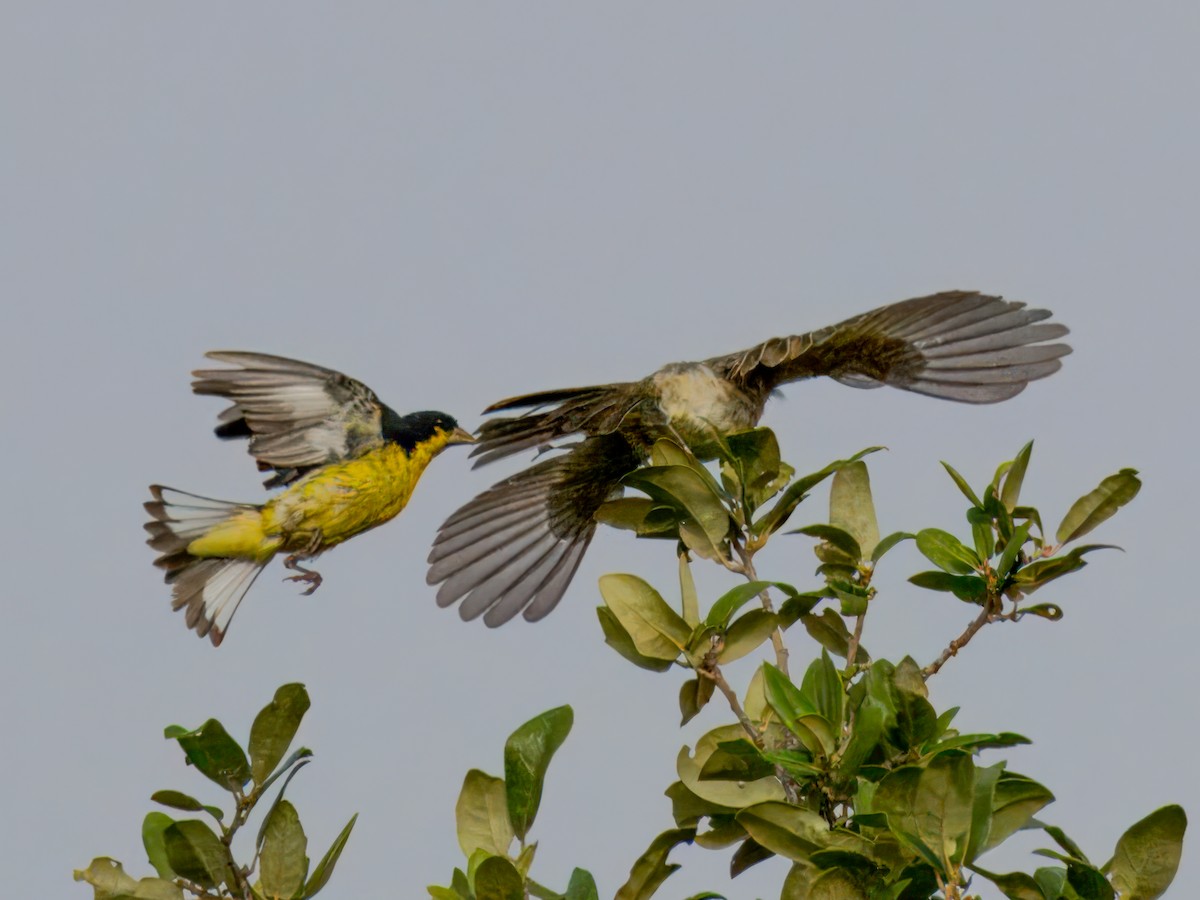 Lesser Goldfinch - ML622053548