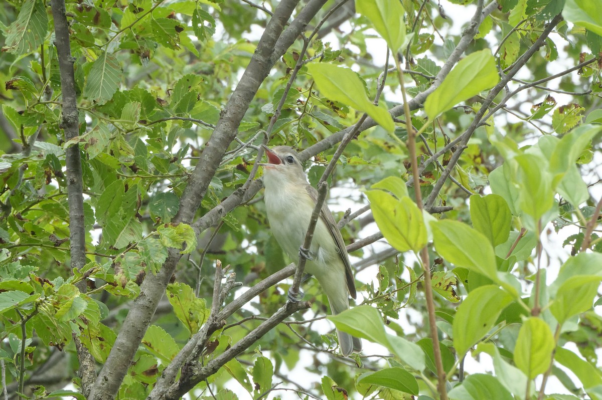 Warbling Vireo - ML622053563