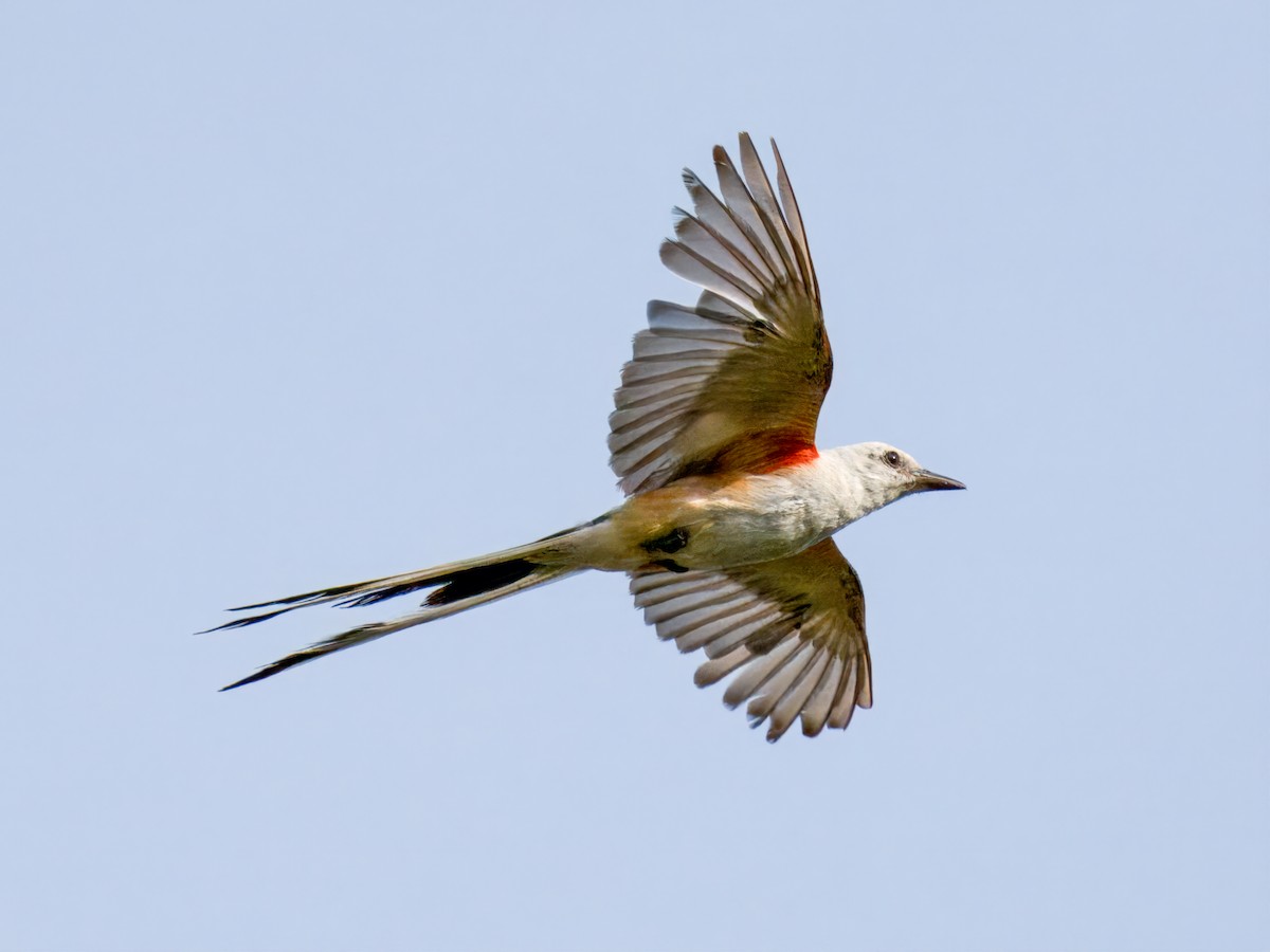 Scissor-tailed Flycatcher - ML622053564