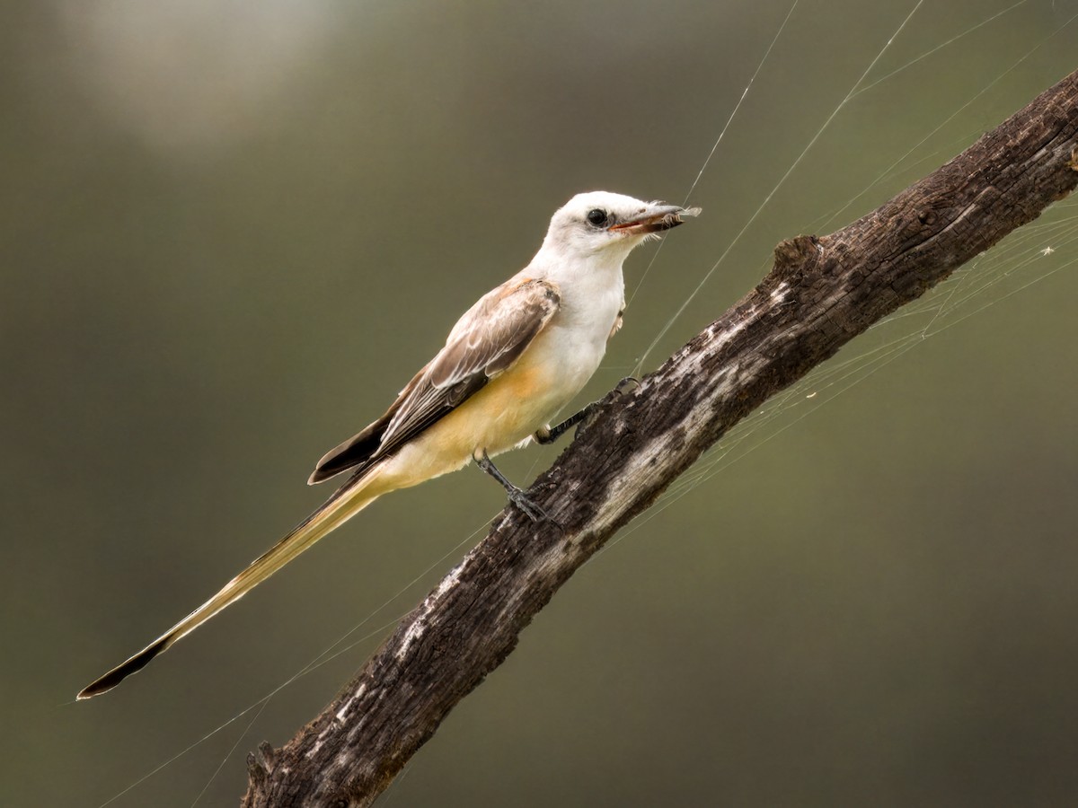 Scissor-tailed Flycatcher - ML622053565