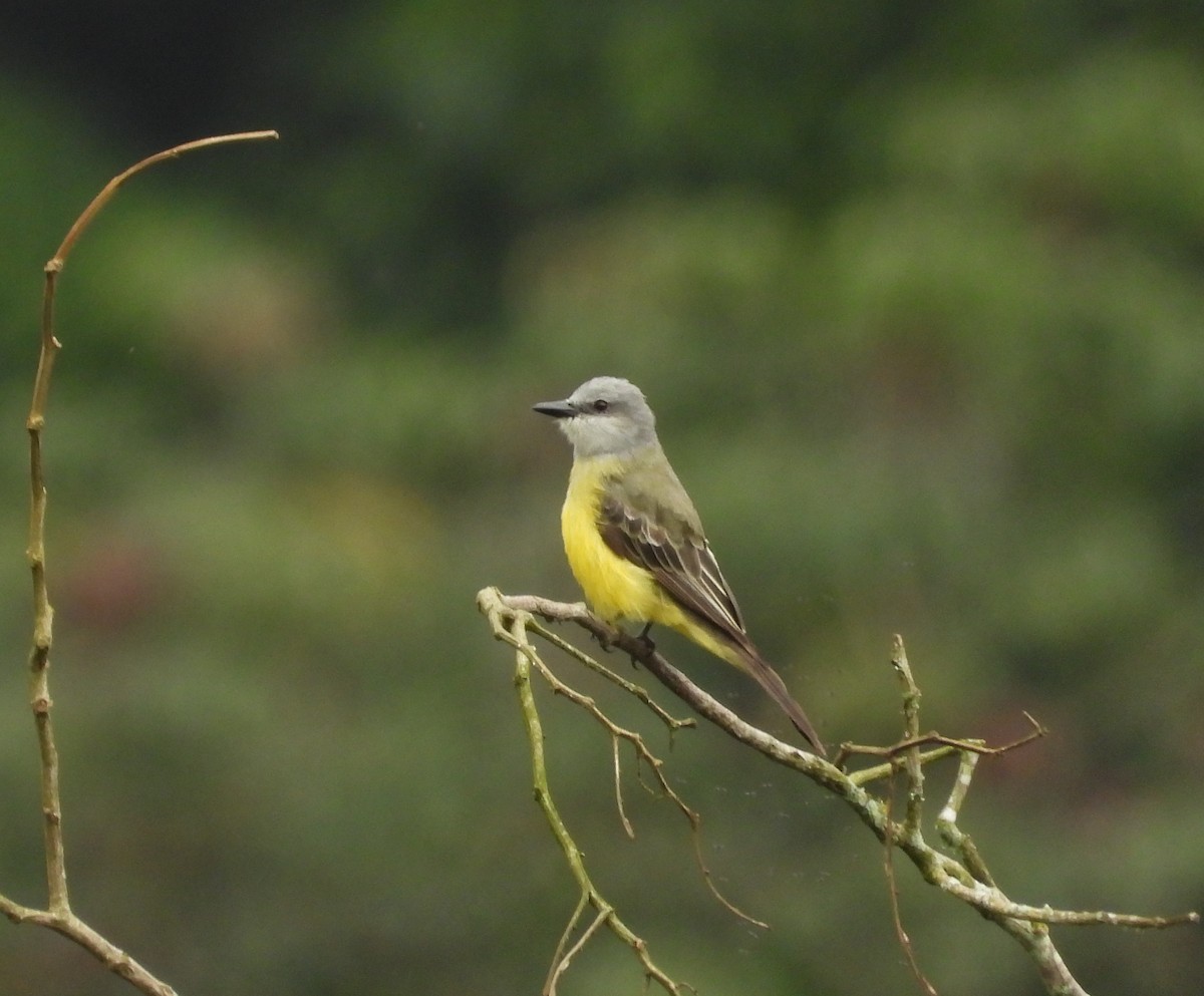 Tropical Kingbird - Manuel Pérez R.