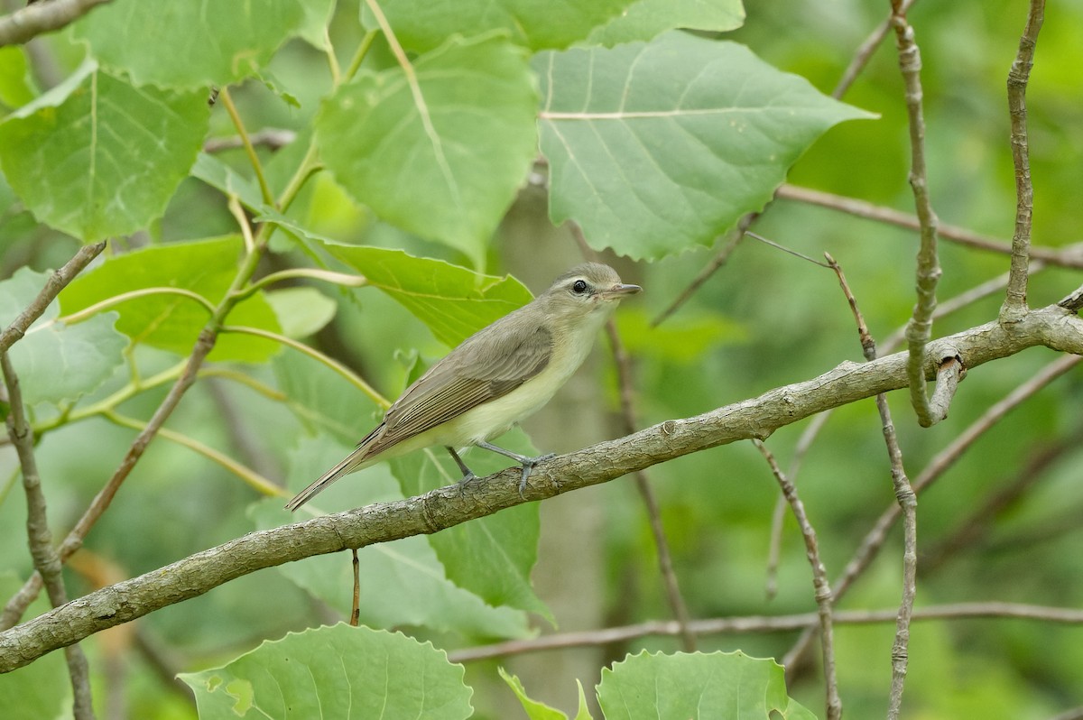 Warbling Vireo - ML622053567