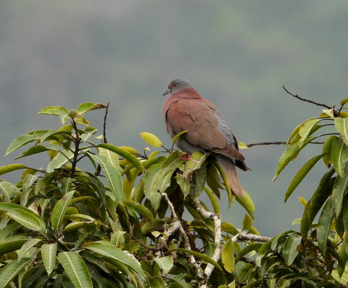 Pale-vented Pigeon - ML622053568