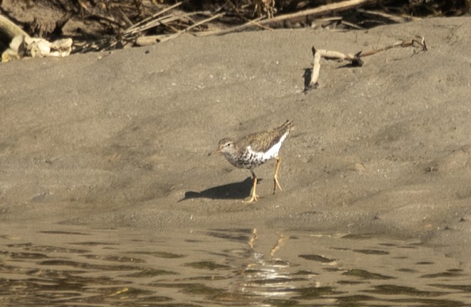 Spotted Sandpiper - ML622053569