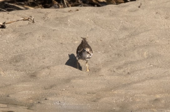 Spotted Sandpiper - Eduardo Vieira 17