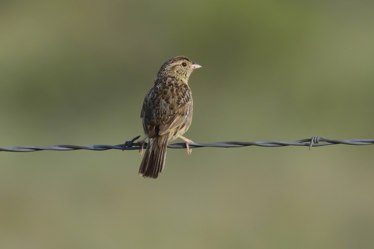 Cassin's Sparrow - ML622053571