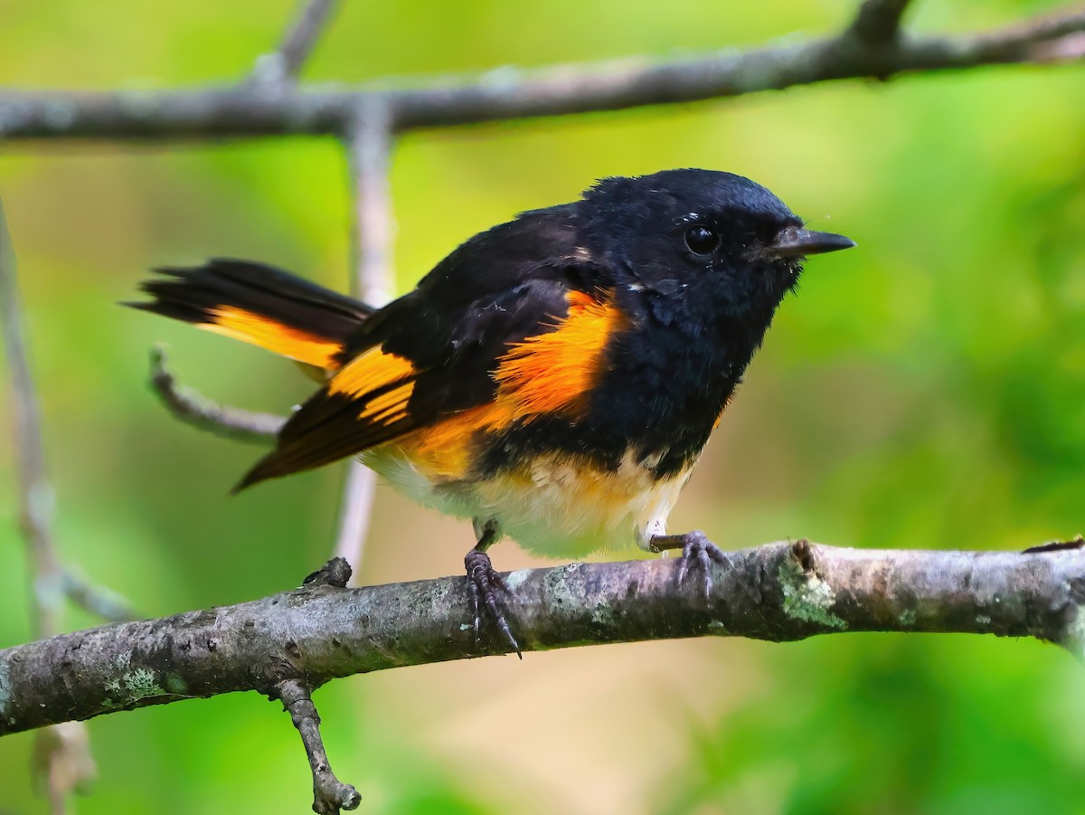 American Redstart - ML622053572