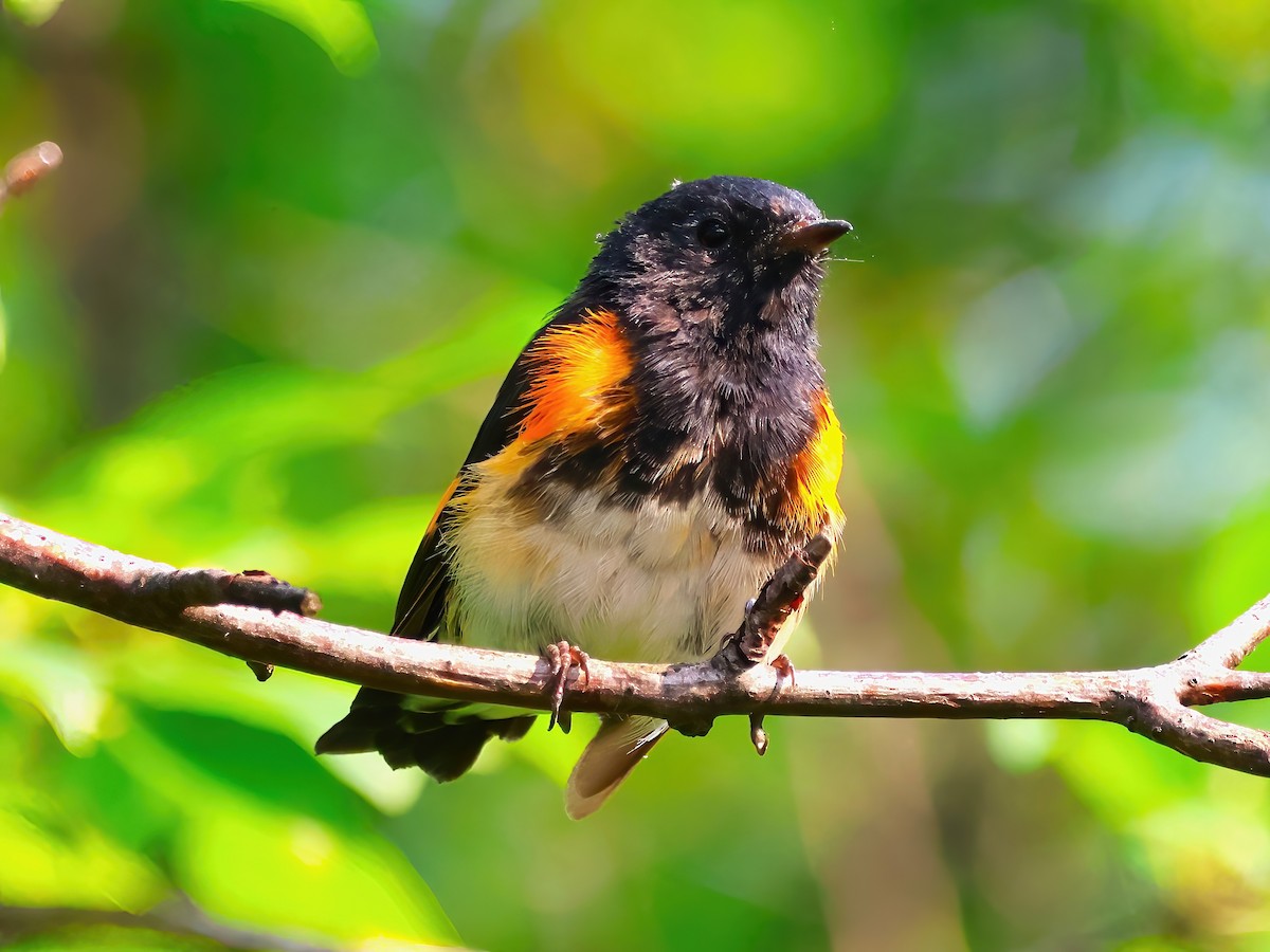 American Redstart - ML622053573